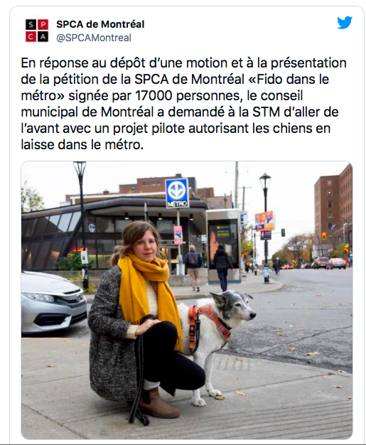 D’ici la fin de l’année, Pitou pourrait prendre le métro à Montréal