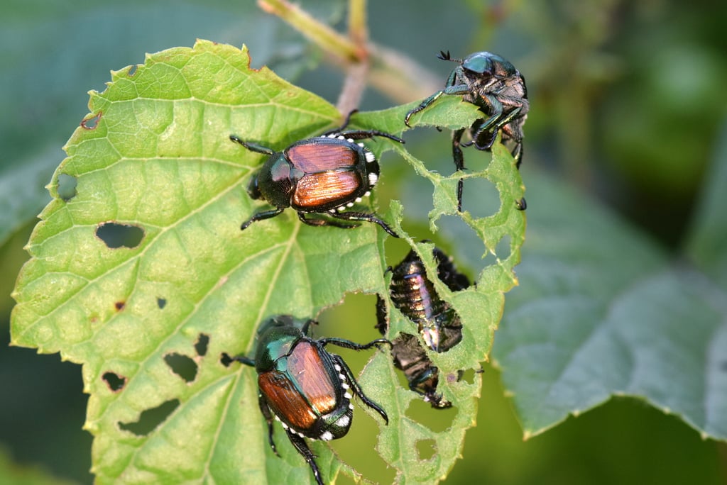 Le printemps approche et les scarabées japonais feront leur retour, voici comment les chasser