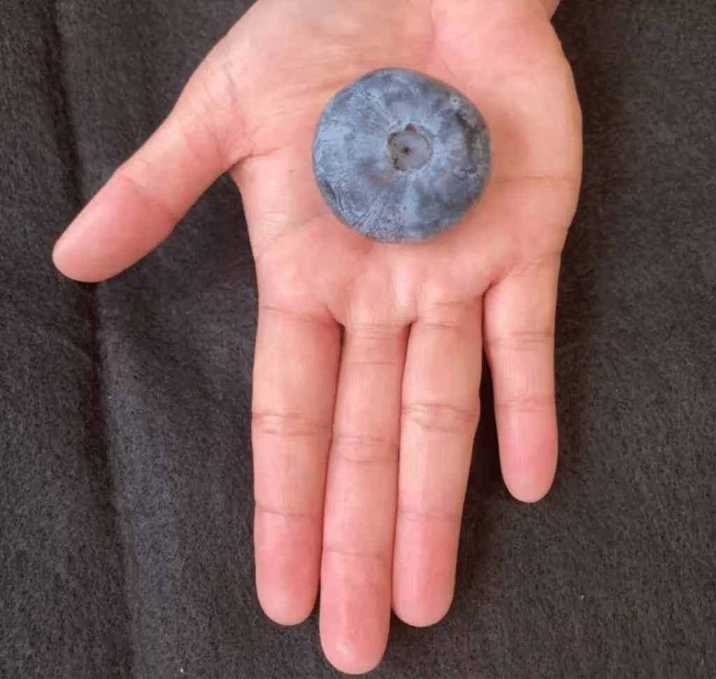 Un bleuet de la taille d'une balle de golf s'inscrit dans les records mondiaux Guinness