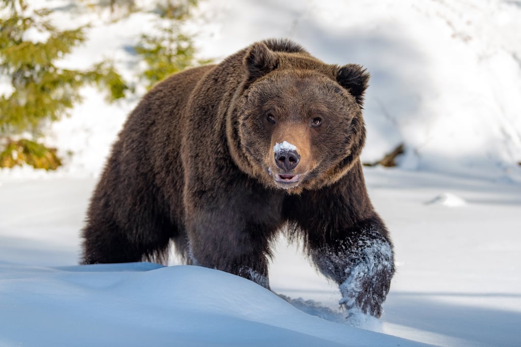 Un ours brun dans la neige