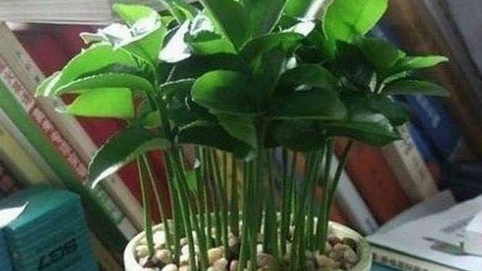 Comment faire pousser une plante parfumée avec des pépins de citrons