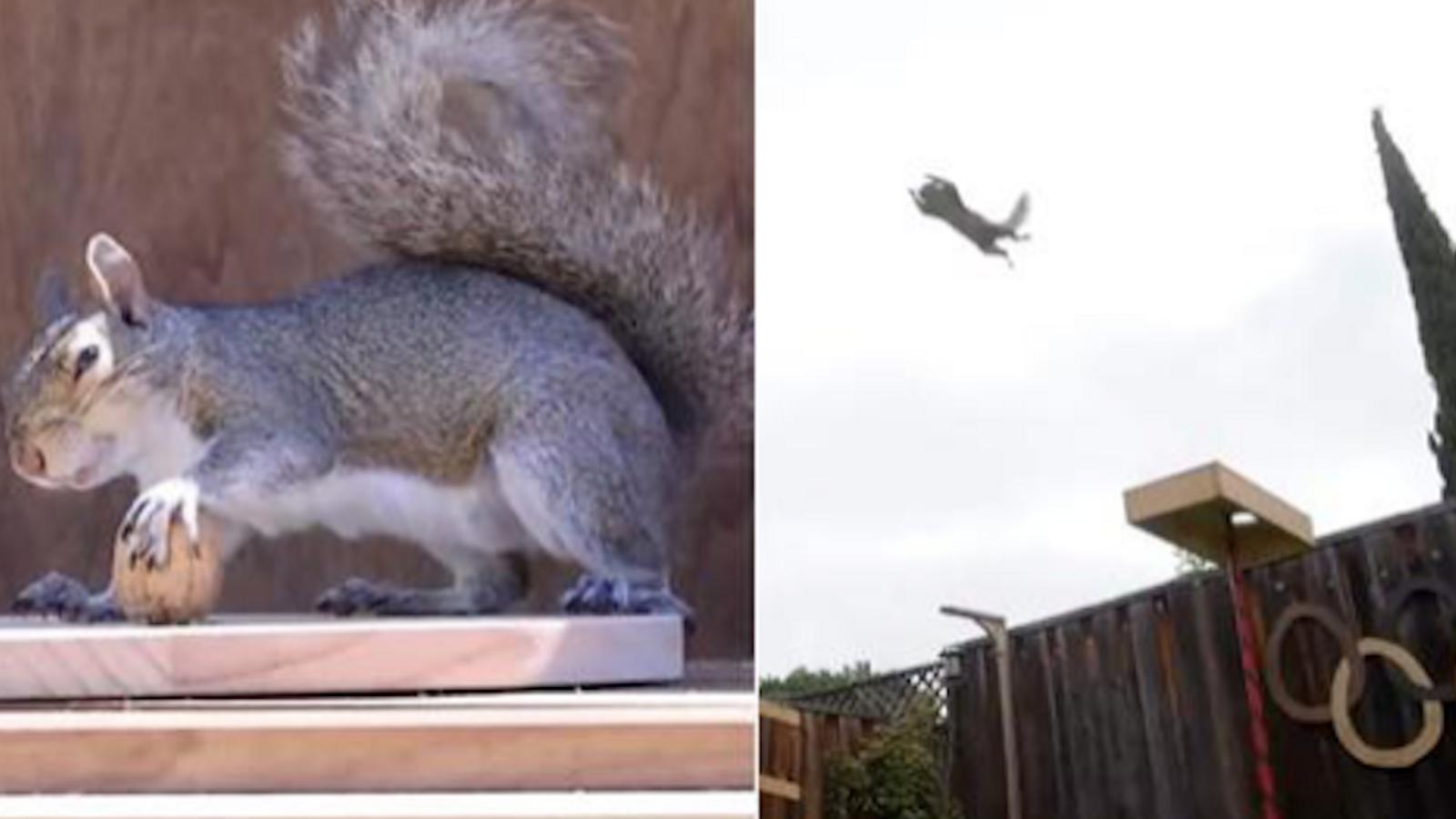 Il a crée des épreuves olympiques pour les écureuils qui visitent son jardin