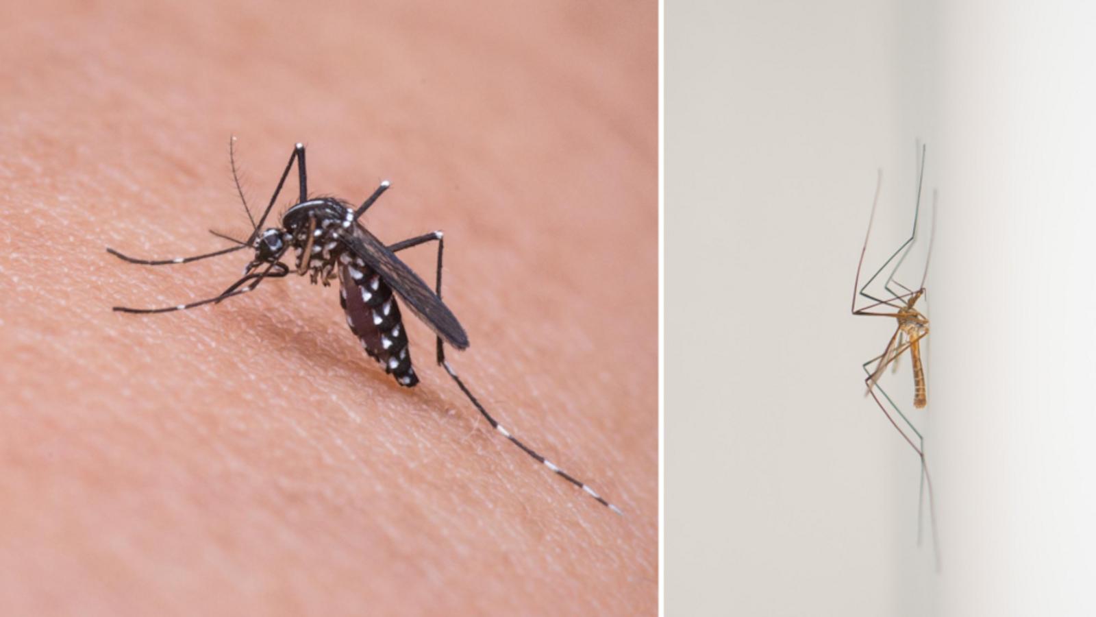 Comment repérer  un moustique dans votre chambre la nuit