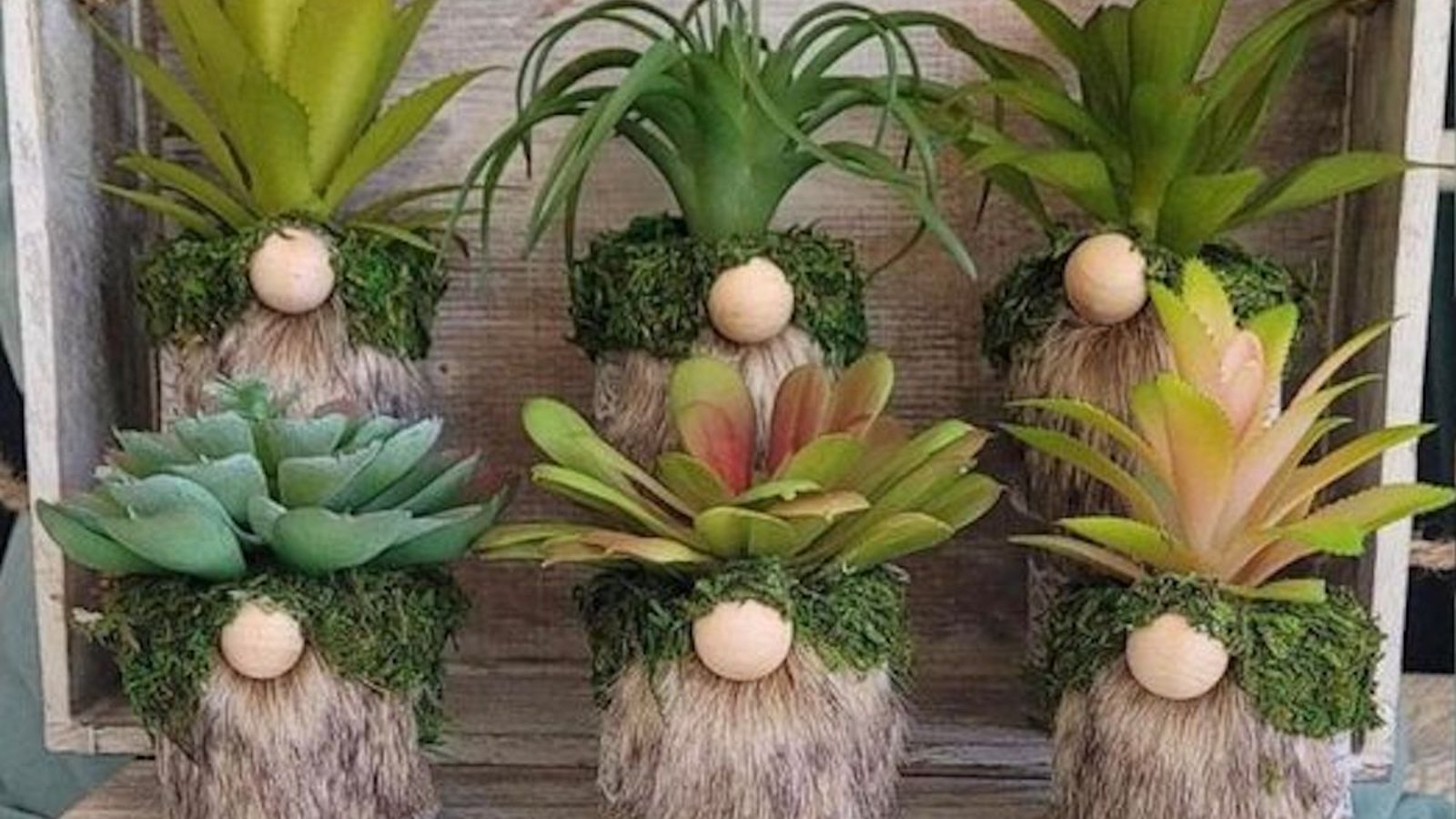 Nouvelle tendance: les gnomes en plantes succulentes!
