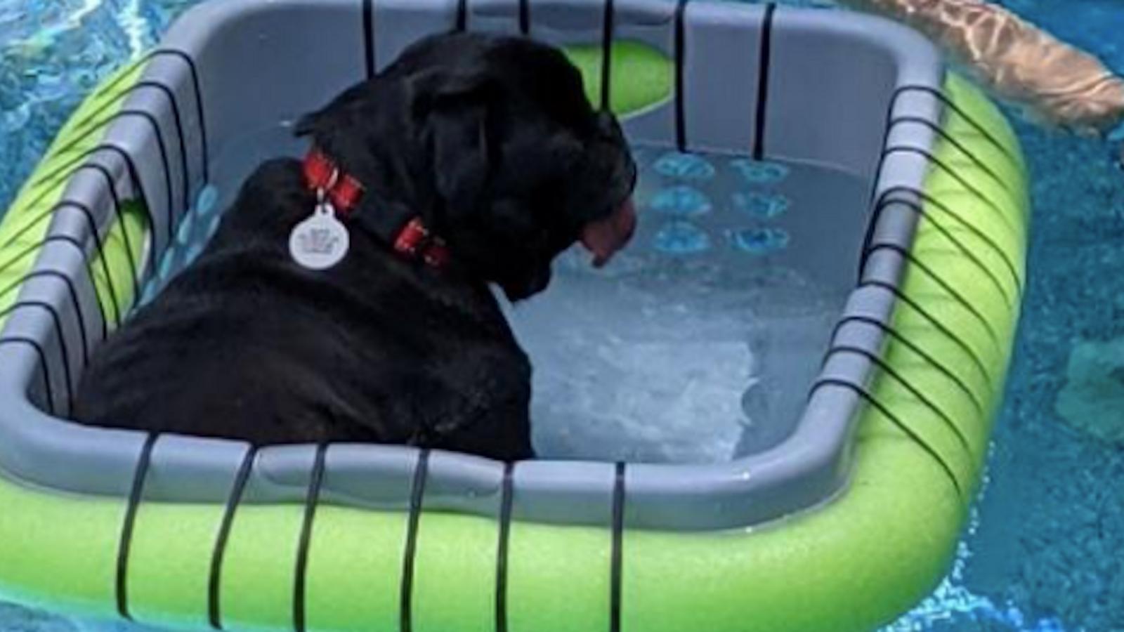 Des gens fabriquent des paniers flottants pour que leurs chien puissent profiter de la piscine en toute sécurité