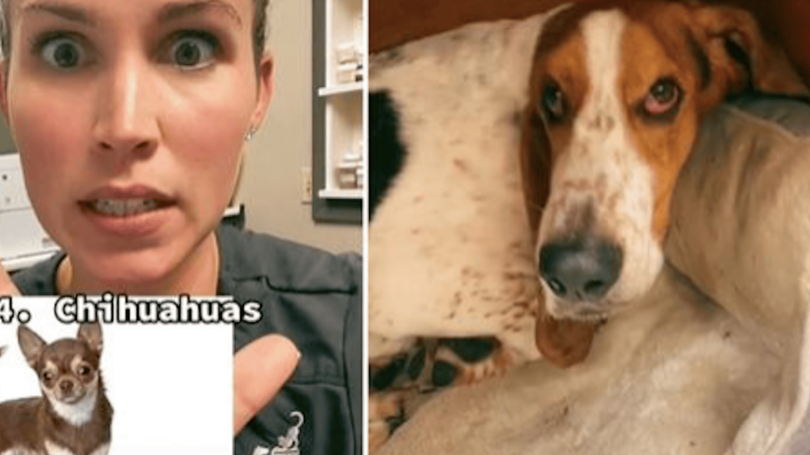 Une vétérinaire devient virale après avoir révélé les meilleures et les pires races de chiens, selon elle