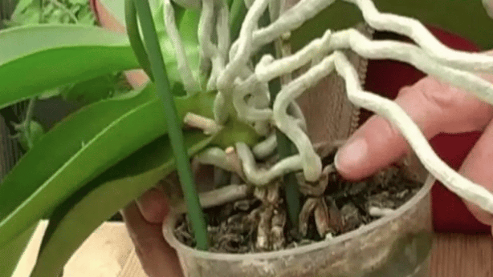 Comment raviver une orchidée sèche ou fanée