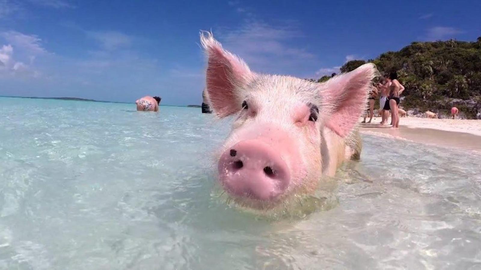 Nager dans les eaux claires des Bahamas… avec des cochons!