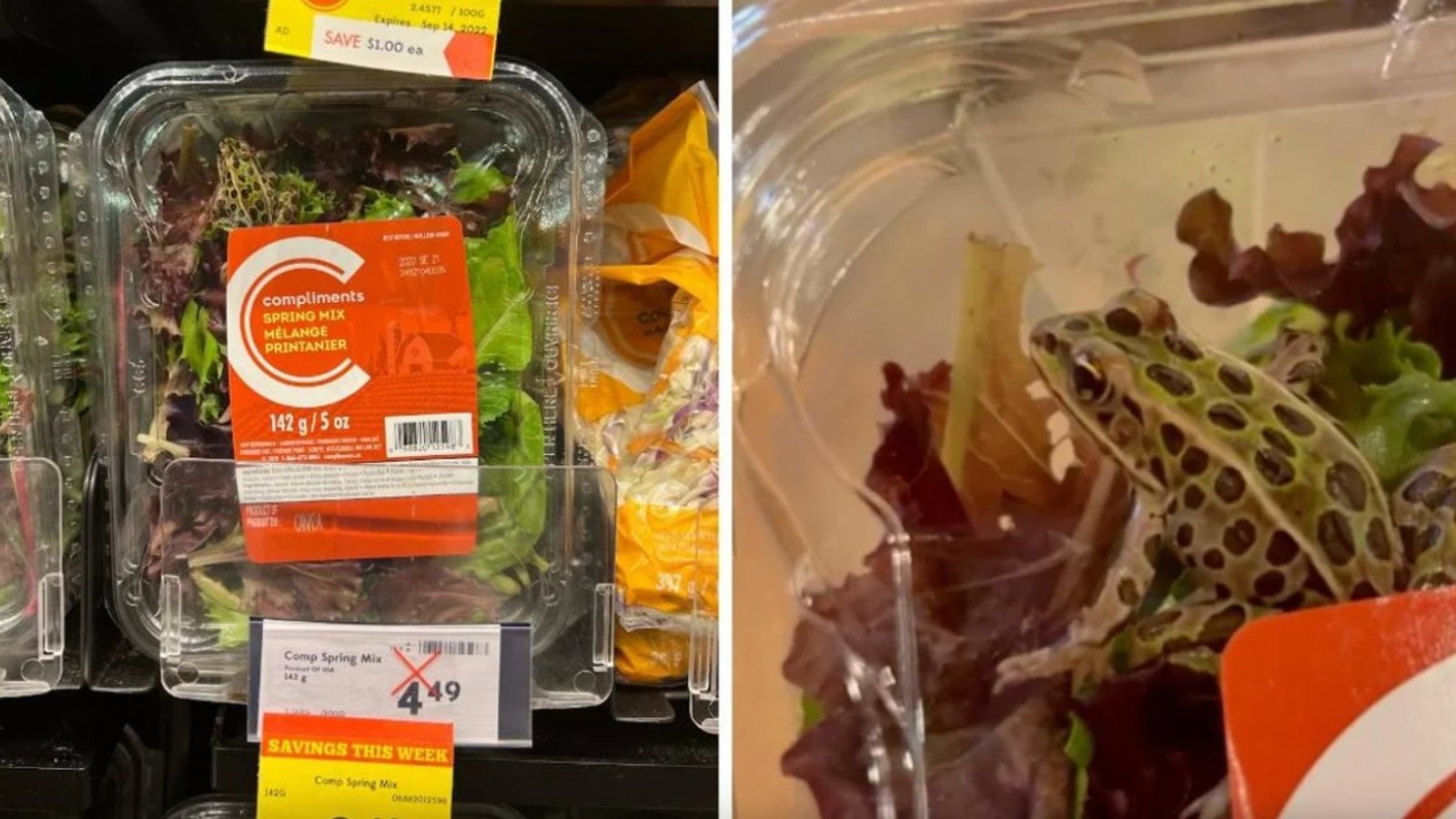 Une cliente d'une épicerie trouve une grenouille vivante dans un emballage de salade 