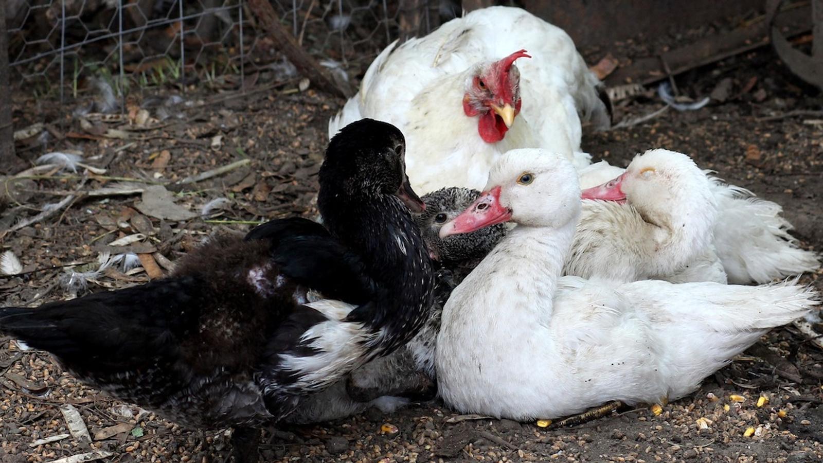 La grippe aviaire touche deux élevages de volailles en Estrie