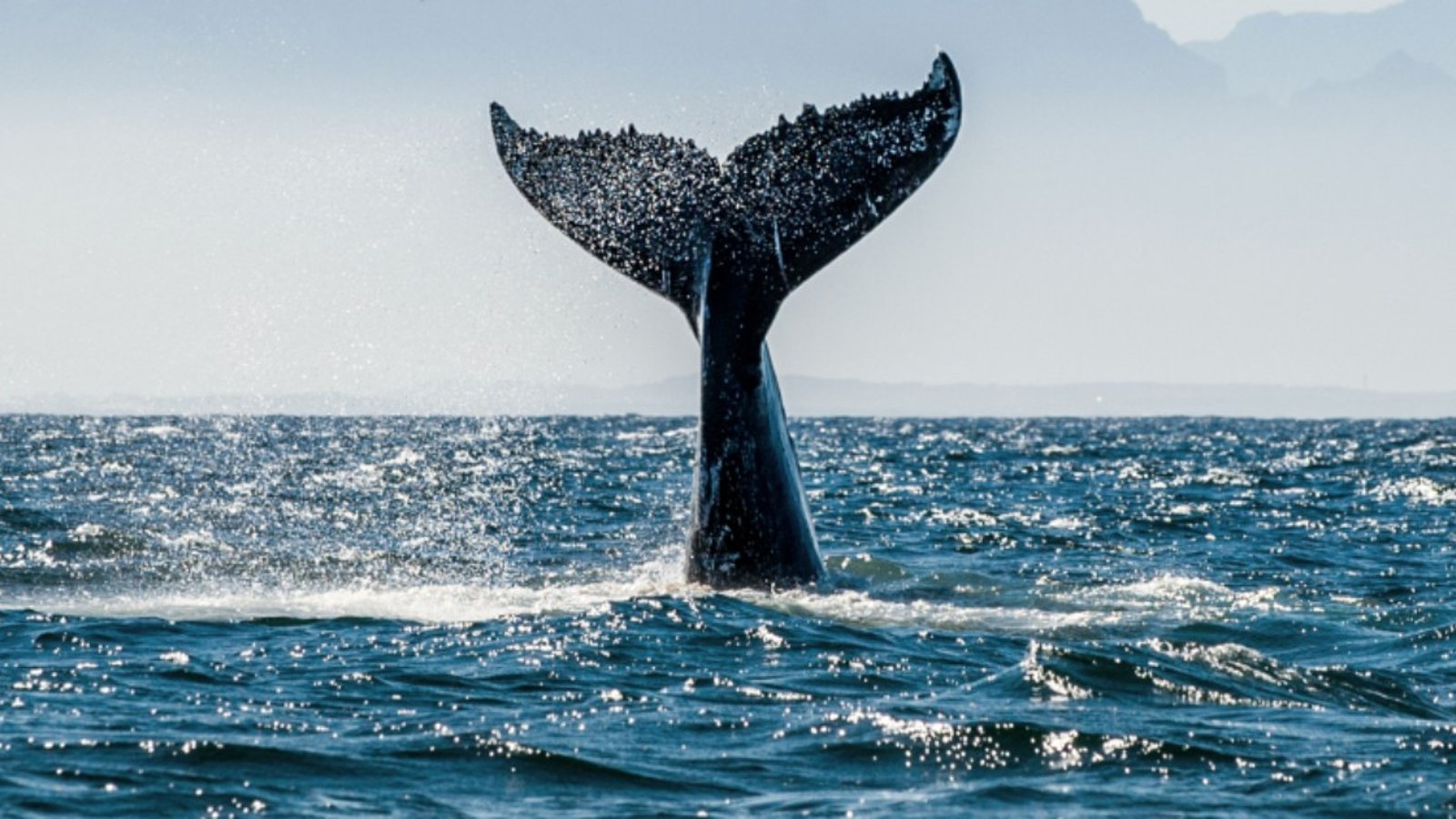 Une baleine a été vue dans la région de Montréal
