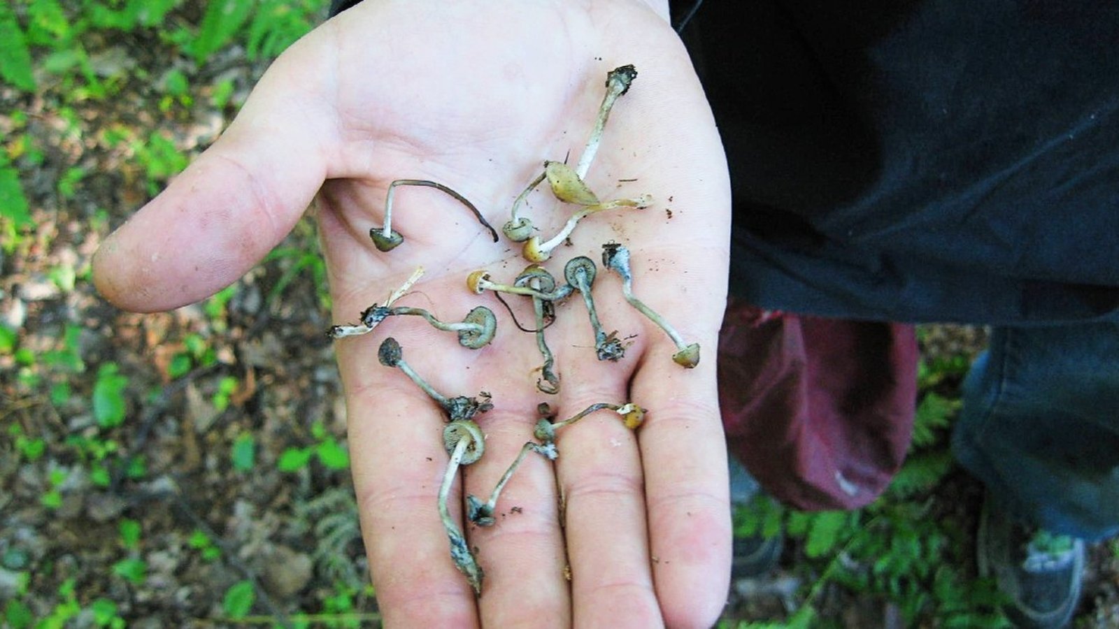 Des champignons hallucinogènes pourraient se trouver dans un boisé près de chez vous