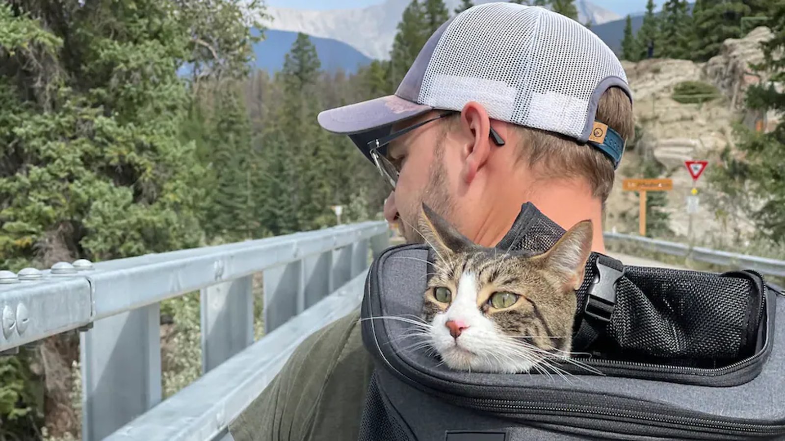Un célèbre chat d'Instagram parvient à survivre deux mois dans un parc national.