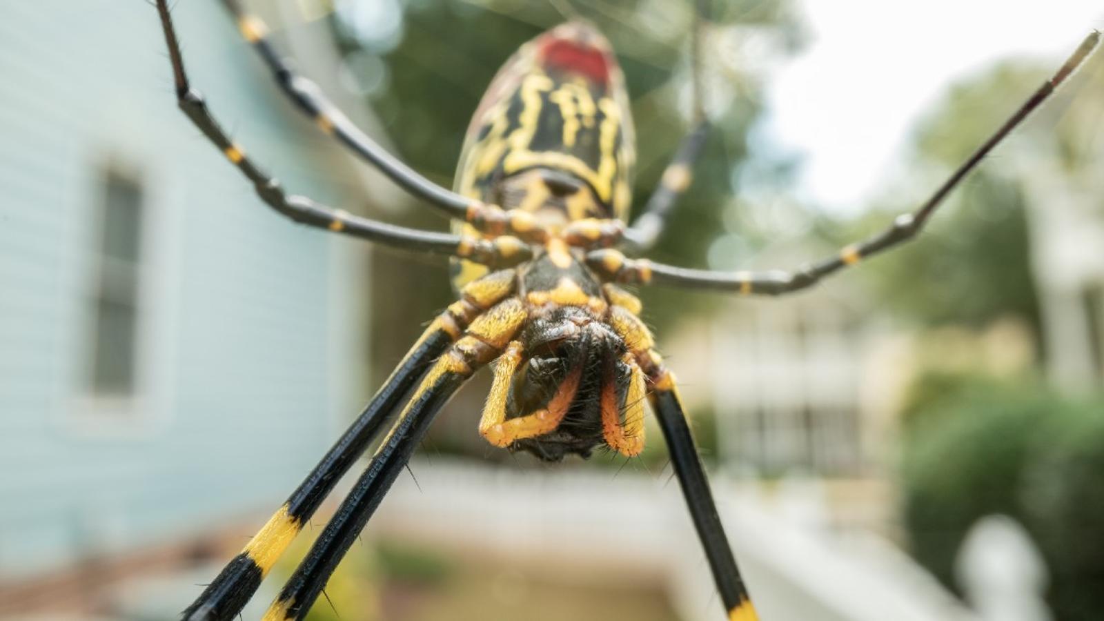 Une araignée géante pourrait bientôt arriver au Canada, prévient un expert