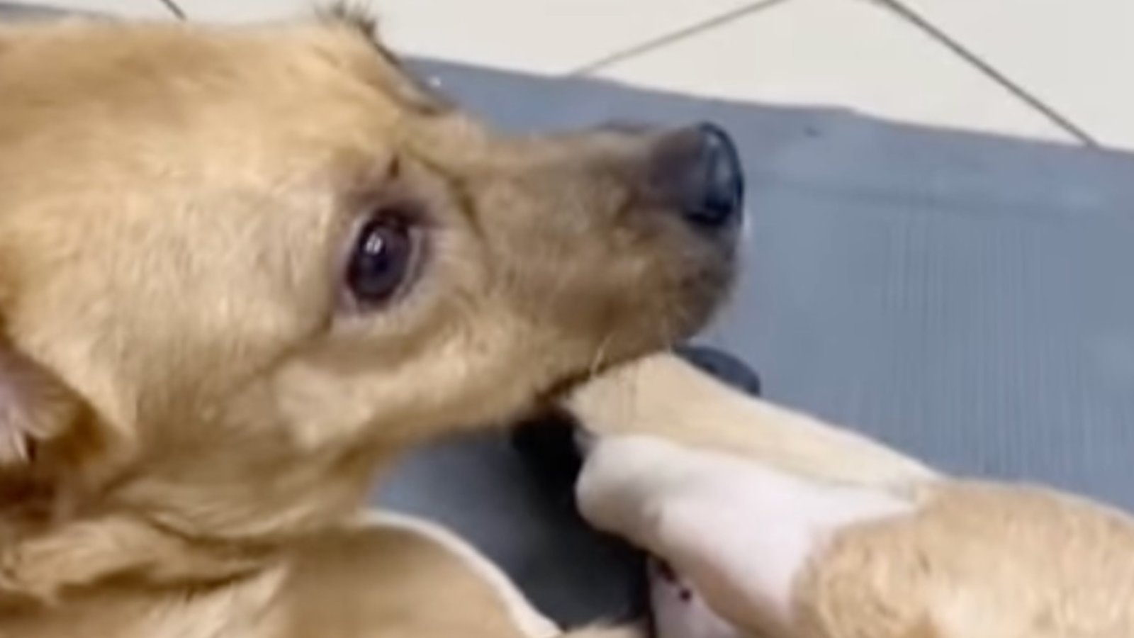 Une chienne martyrisée se fait greffer 4 pattes artificielles