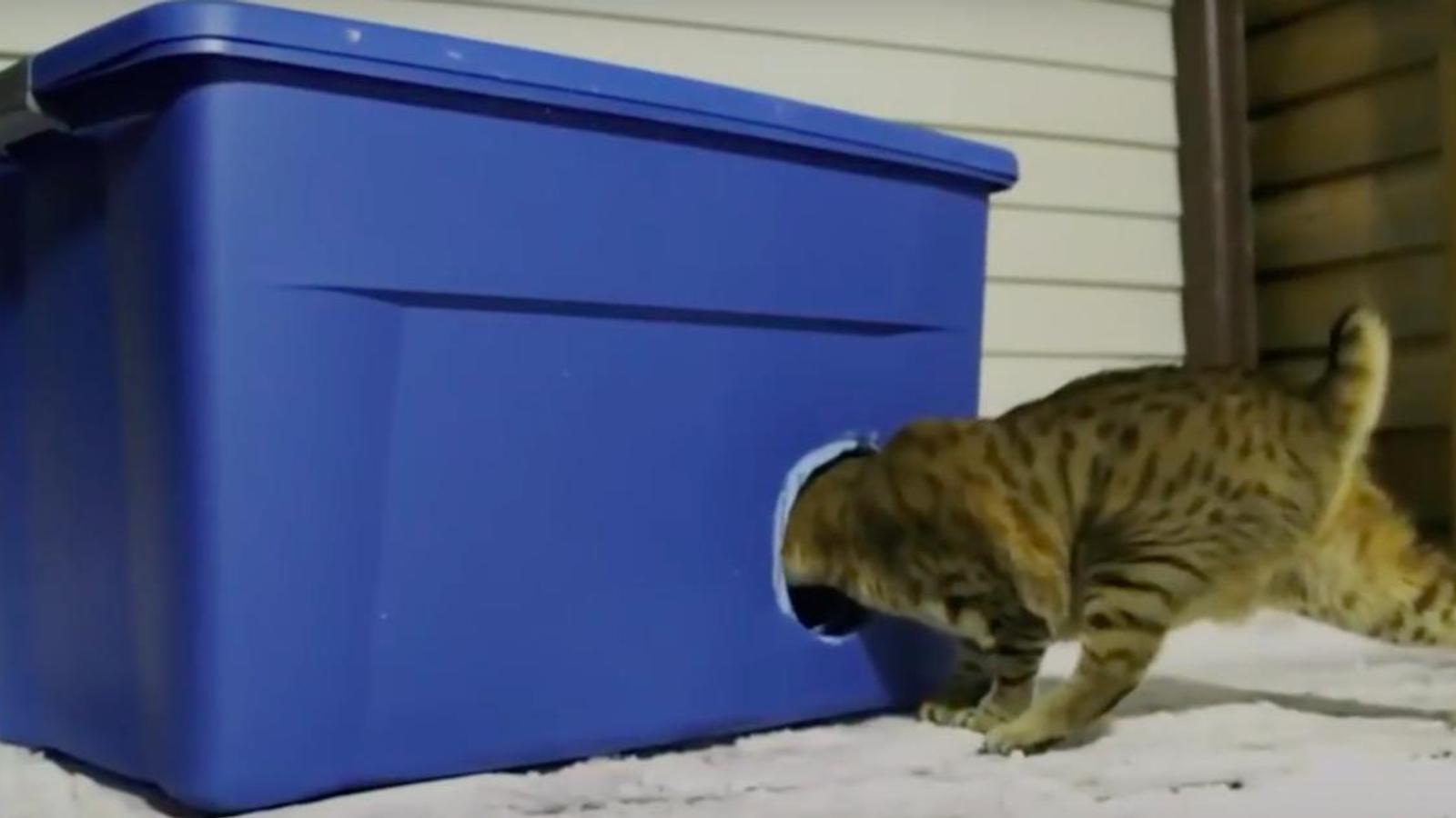 Comment fabriquer un abri pour chat en prévision des temps froids