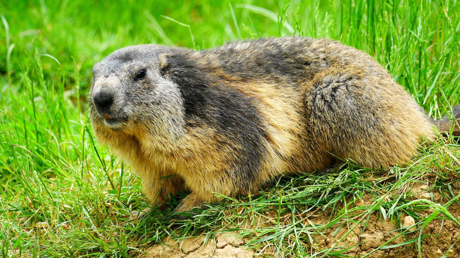 Découvrez 14 méthodes pour éloigner les marmottes de votre terrain
