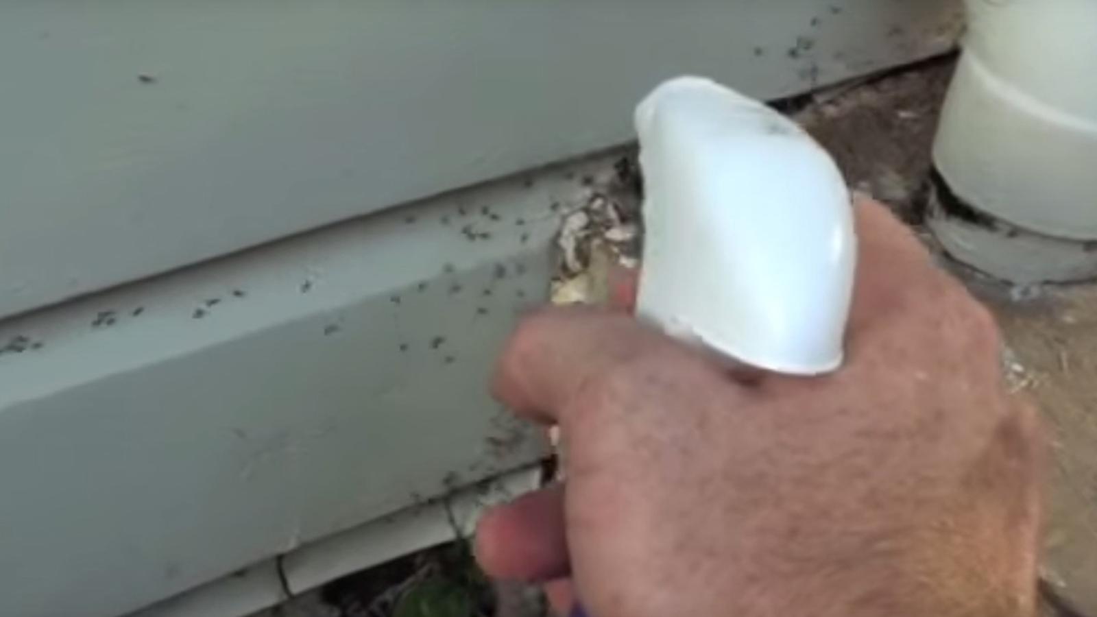 Un jardinier vaporise cette mixture autour de sa maison et extermine les fourmis en quelques heures seulement!