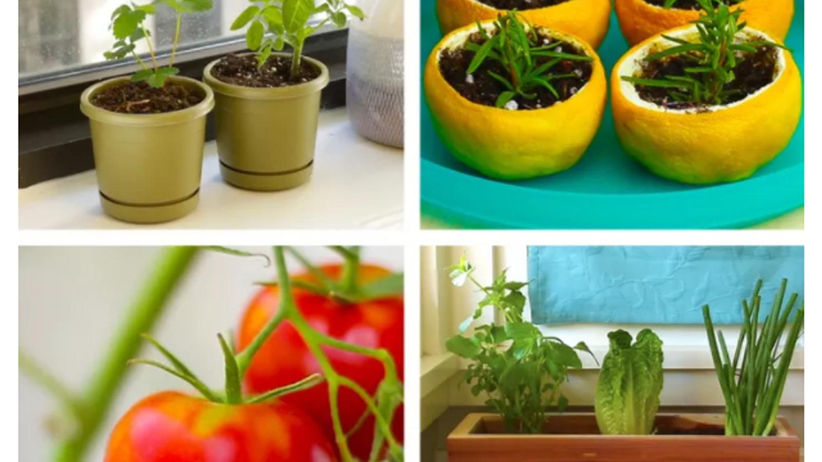 Transformez votre cuisine en mini jardin avec ces méthodes qui fonctionnent vraiment