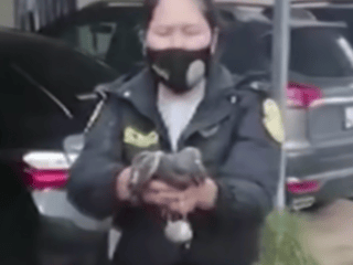 La police arrête un pigeon qui tentait de faire passer de la marijuana en prison.