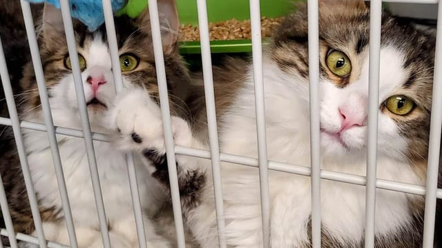 Un refuge offre la possibilité d’adopter un chat à faible coût pendant le mois de mars