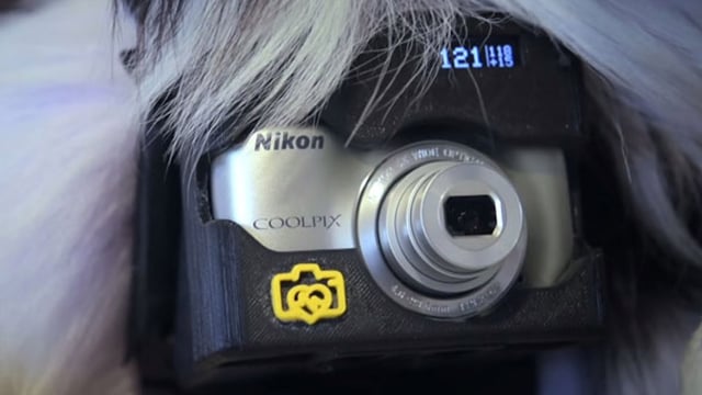 Un appareil photo qui permet au chien d’être photographe