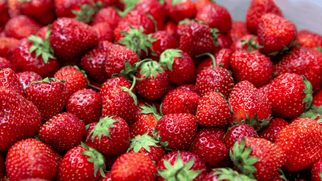 On aura bientôt des fraises du Québec disponibles durant toute l'année