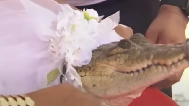 Un homme s'est marié avec un alligator et une grande fête a été organisée