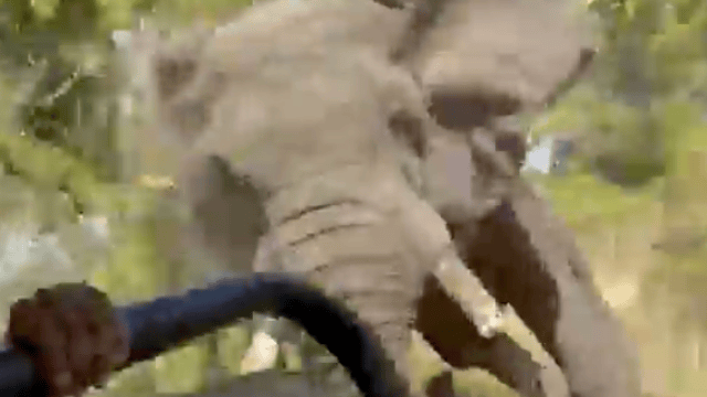 Une touriste meurt alors qu'un éléphant en furie charge un véhicule de safari 