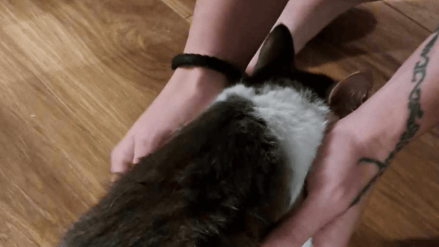 Un chat retrouvé percé par une flèche à Québec