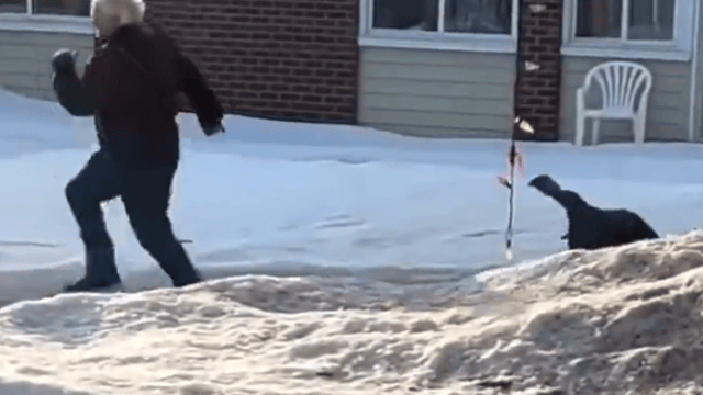 Un Québécois pourchassé par une dinde qui terrorise un quartier 