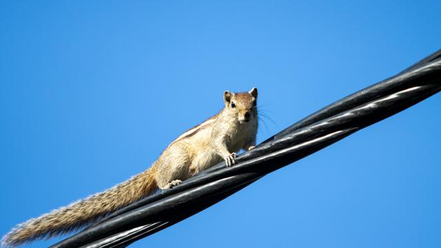 15 000 abonnés d'Hydro-Québec sont privés d'électricité en raison d'un écureuil.