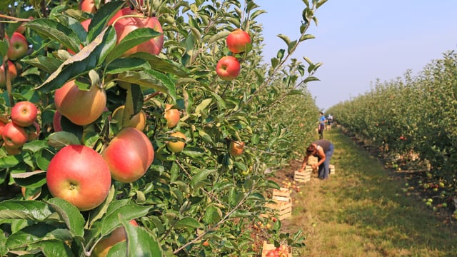 Mauvaise nouvelle pour les amateurs de pommes du Québec