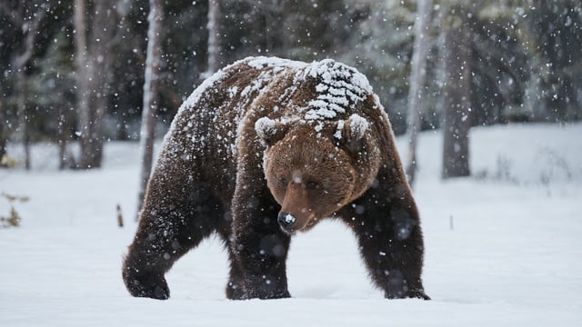 L'ours cocaïne: Netflix fera un film sur l’ours qui a avalé 35 kg de cocaïne
