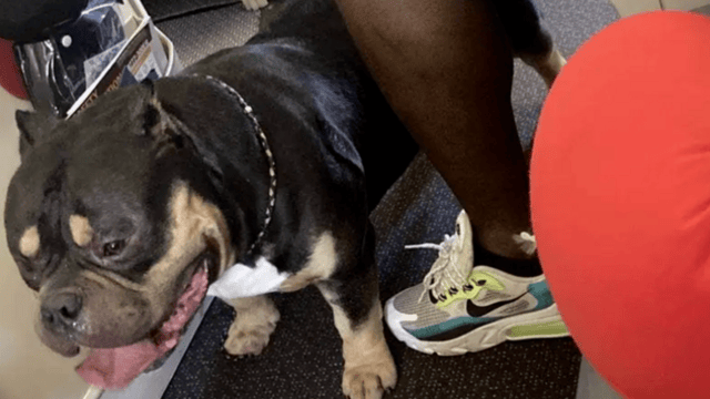Un couple se fait dédommager ses billets d'avion parce qu'un chien pétait à proximité.