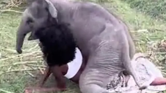 Un bébé éléphant a de la difficulté à contrôler ses pulsions envers une femme 