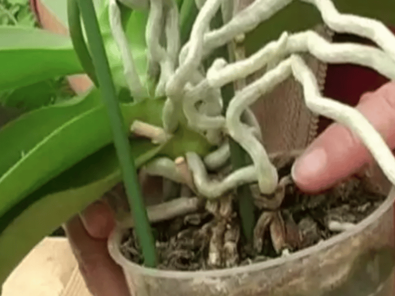 Comment raviver une orchidée sèche ou fanée