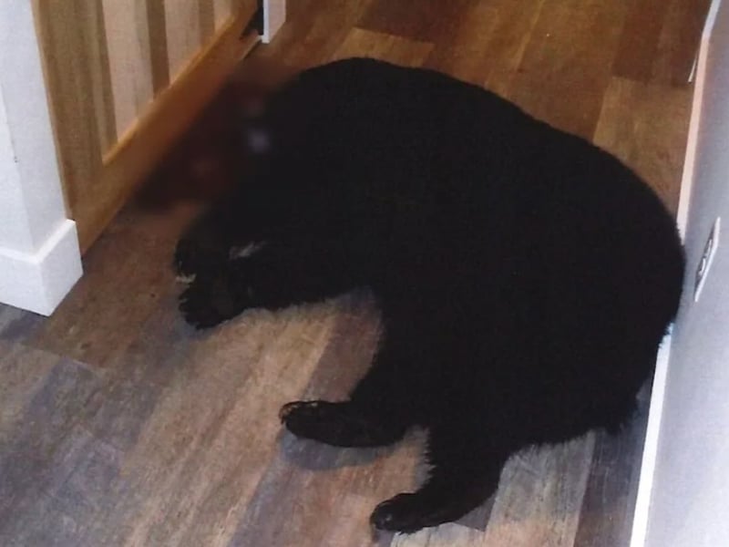 Un couple tue un ours venu l'attaquer dans sa maison