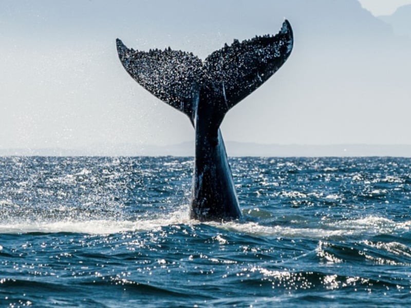 Une baleine a été vue dans la région de Montréal
