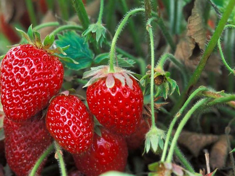 Les fraises se gâchent rapidement... un agriculteur expert nous partage des astuces brillantes pour les conserver 